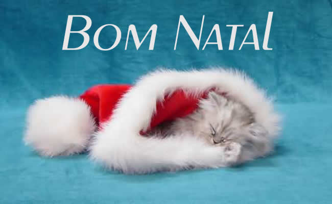 Foto de um gatinho fofo com chapéu de Papai Noel